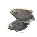Giant Gourami