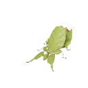 Giant Malaysian Leaf Insect