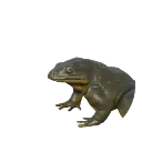 Giant Slippery Frog