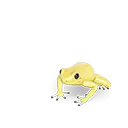 Golden Poison Frog