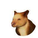 Goodfellow's Tree-Kangaroo