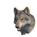 Grey Wolf