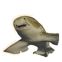 Indo-Pacific Leopard Shark