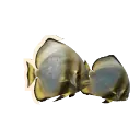 Longfin Batfish
