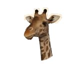 Masai Giraffe