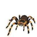 Mexican Redknee