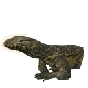 Nile Monitor