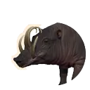 North Sulawesi Babirusa