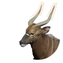 Nyala