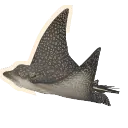 Ocellated Eagle Ray