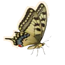Old World Swallowtail