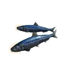 Pacific Sardine