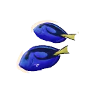 Palette Surgeonfish