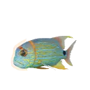 Sailfin Snapper