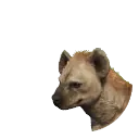 Spotted Hyena