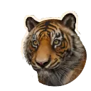 Sumatran Tiger