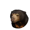 Sun Bear