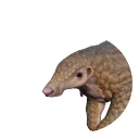 Sunda Pangolin