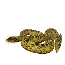 Yellow Anaconda