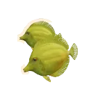 Yellow Tang